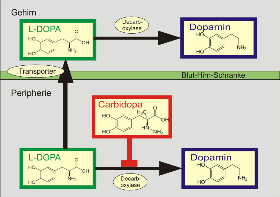 Abbildung 10: Wirkmechanismus eines Kombinationspräparates aus L-DOPA und Carbidopa (nach www.wikipedia.org/wiki/Parkinsonmittel 11.3.2008)