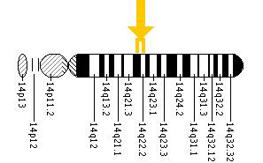Abbildung 11: Chromosom 14 mit GCH I-Genlocus (aus http://ghr.nlm.nih.gov/gene=gch1 11.03.2008)