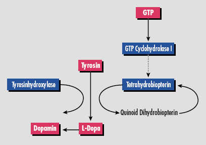 Abbildung 12: Wirkstellen von GTP I und Tyrosinhydroxylase (nach Deutsches Ärzteblatt 93, Heft 24, 14.Juni 1996 (57))