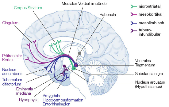 Abbildung 3: Dopaminerge Bahnen im Gehirn (www.sinnesphysiologie.de 11.03.2009)