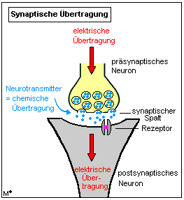 Abbildung 4: Synaptische Übertragung (aus www.medizininfo.de/kopfundseeele/alzheimer/synaptische_uebertragungung.shtml 11.03.2008)