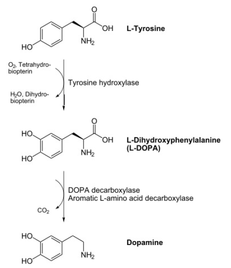 Abbildung 6: Synthese von Dopamin
