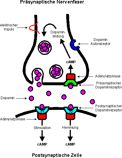 Abbildung 8: Diverse Dopaminrezeptoren (aus Doktorarbeit Stefan Pelz, Martin-Luther-Universität, Halle-Wittenberg, 2005)